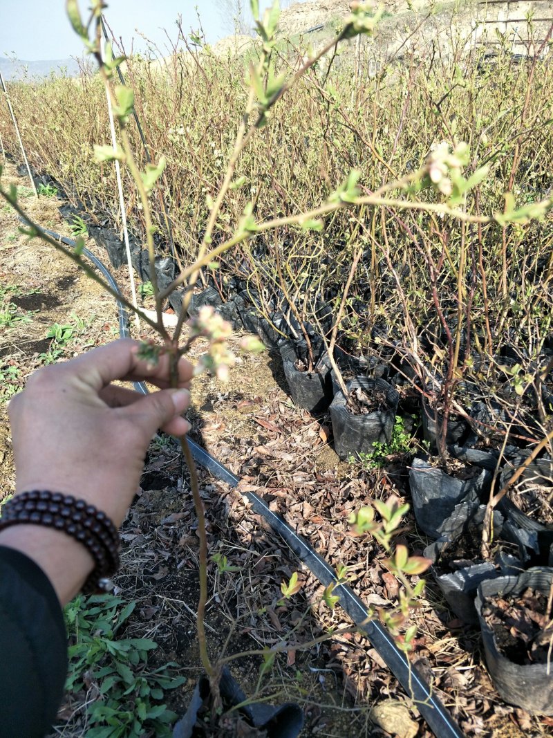 优质蓝莓苗1---3年苗，根系发达，坐果率高