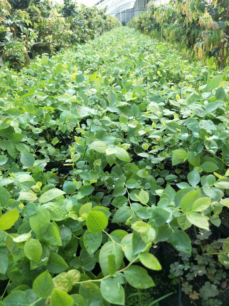 优质蓝莓苗1---3年苗，根系发达，坐果率高