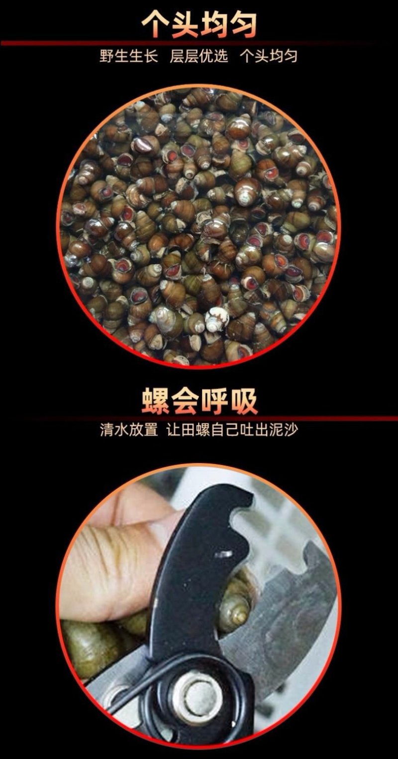 香辣炒田螺20斤大份量即食螺丝肉海鲜零食泥螺鲜活熟食麻辣