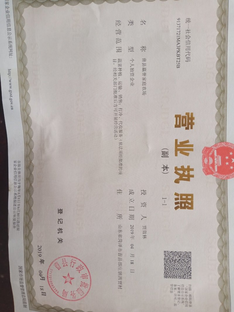 山东小油菜上海青产地直发常年代收代办