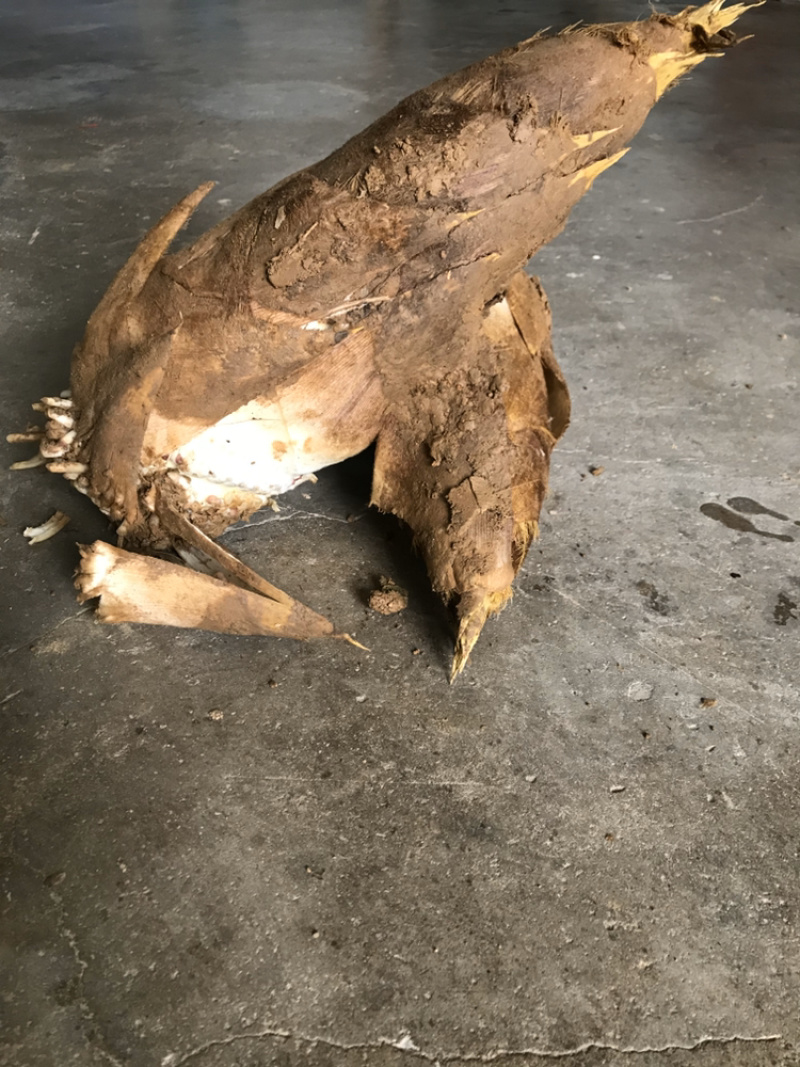 春笋