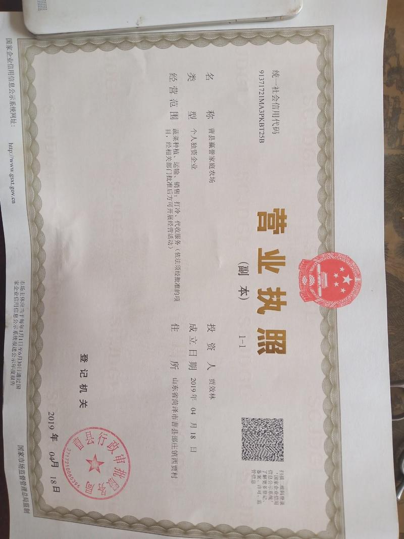 山东上海青曹县油菜常年供应全国配送代收代发品质保证