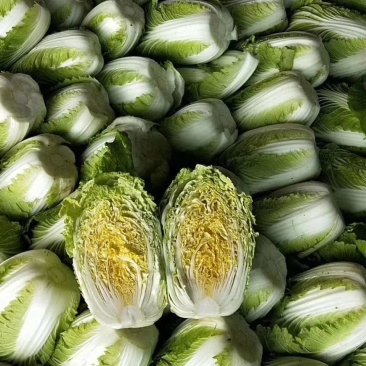 蔬菜黄心白菜