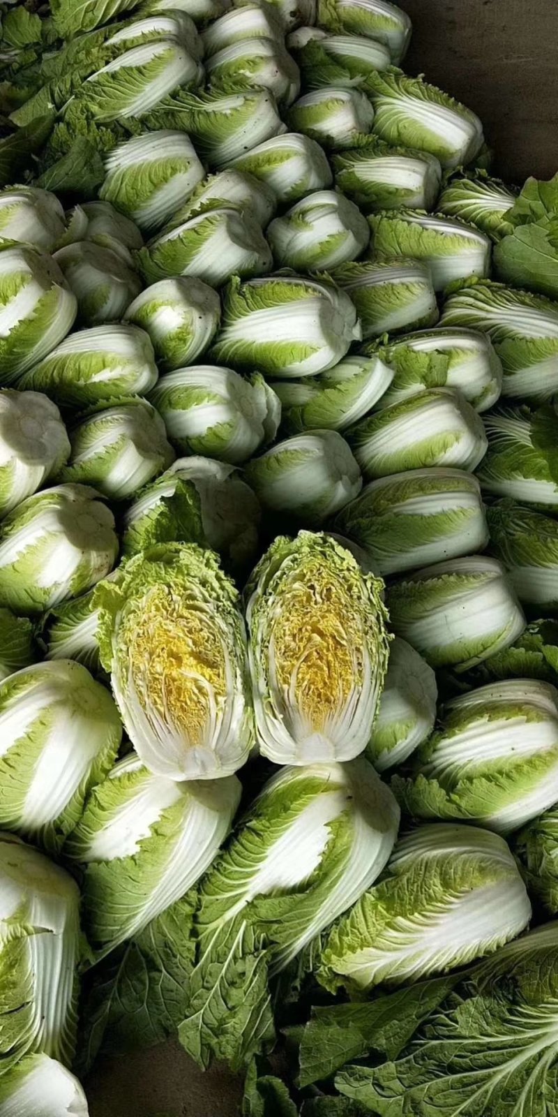蔬菜黄心白菜