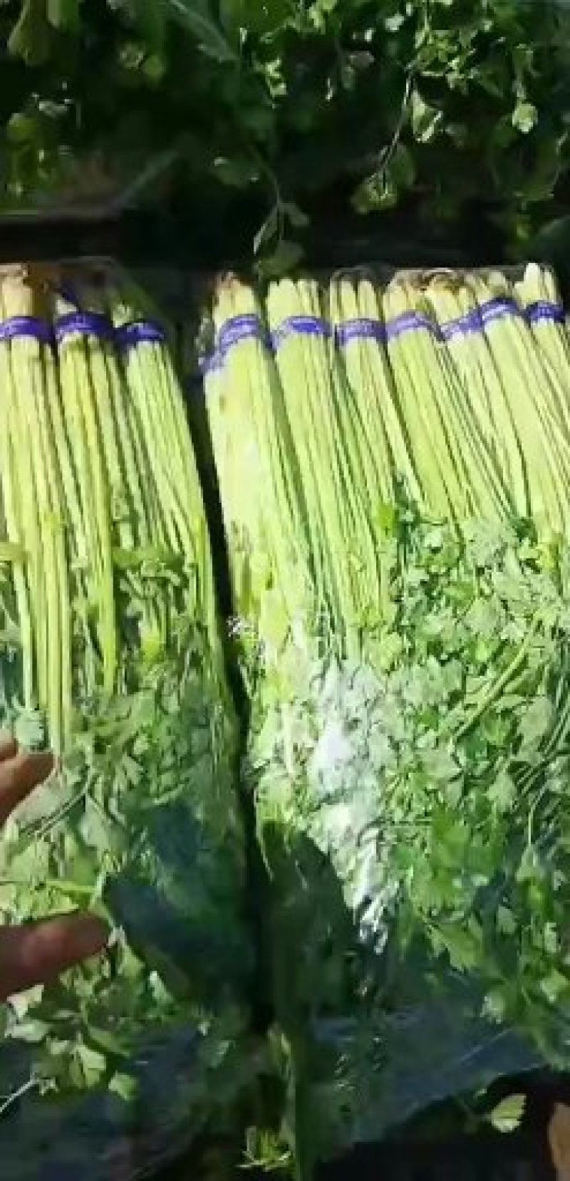 精品香芹提供装袋，装箱，量大从优，保证质量，
