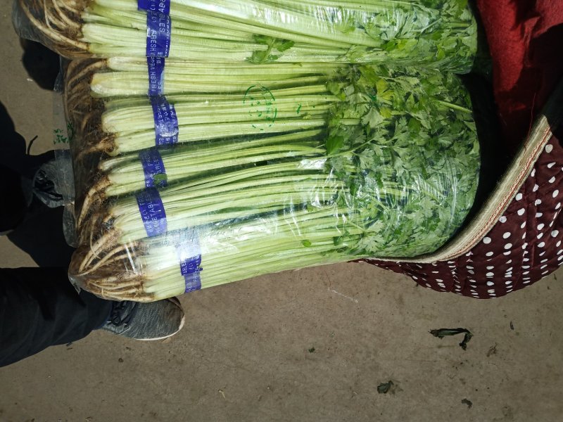 精品香芹提供装袋，装箱，量大从优，保证质量，