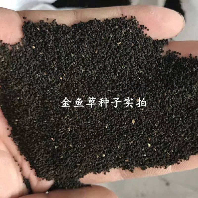 金鱼草花种子金鱼花多年生耐寒四季播种耐阴花草花种子多年生