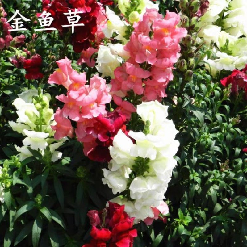 金鱼草花种子金鱼花多年生耐寒四季播种耐阴花草花种子多年生