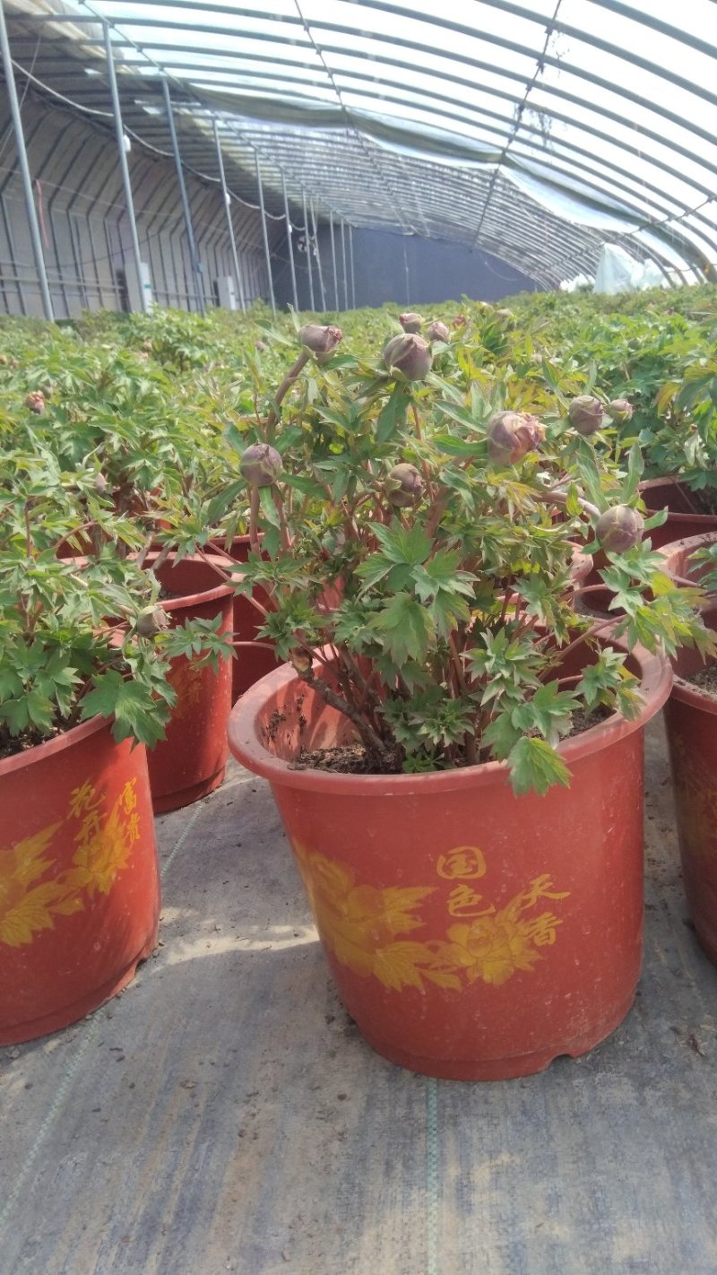 盆栽牡丹含苞待放花色齐全重瓣牡丹菏泽牡丹牡丹苗