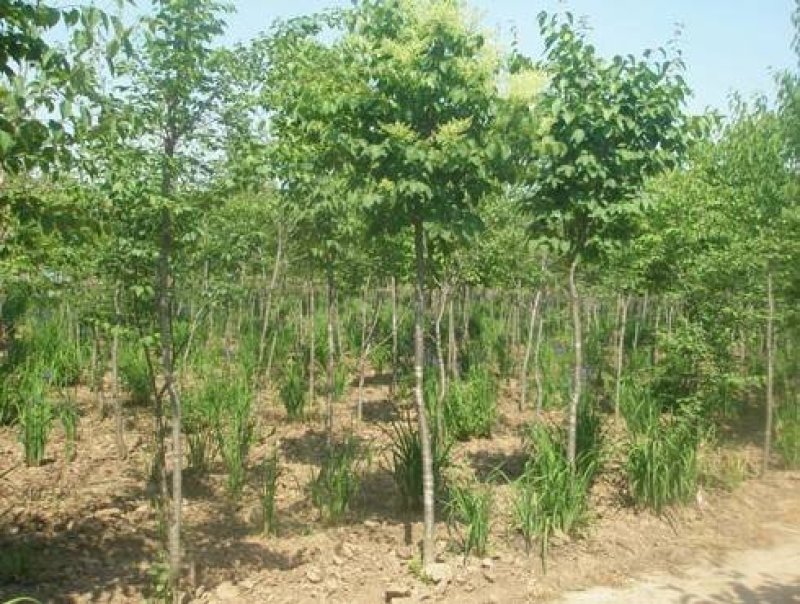 辽宁开原暴马丁香小苗工程苗杯苗繁育基地