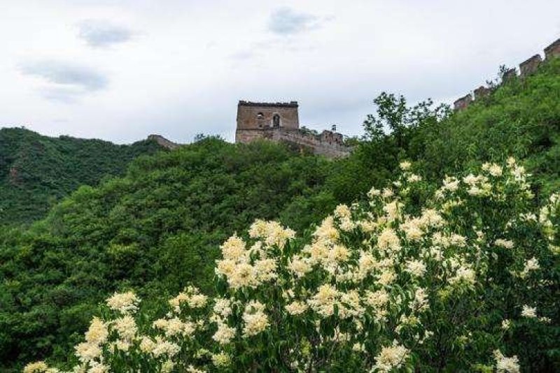 辽宁开原暴马丁香小苗工程苗杯苗繁育基地