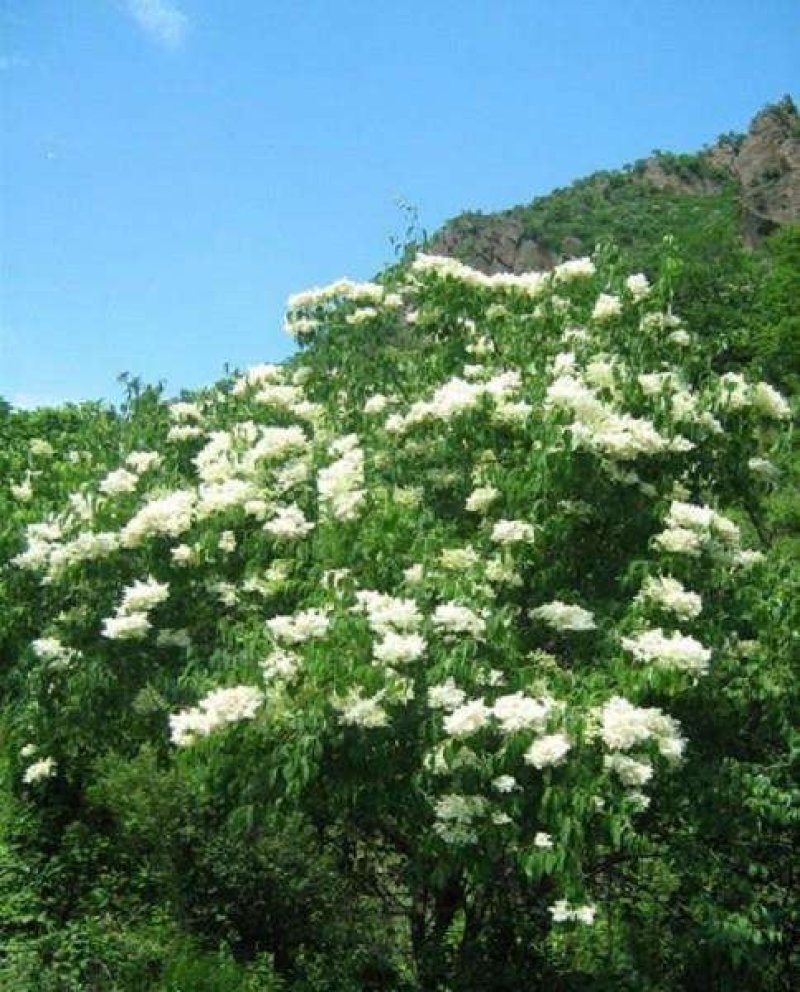 辽宁开原暴马丁香小苗工程苗杯苗繁育基地