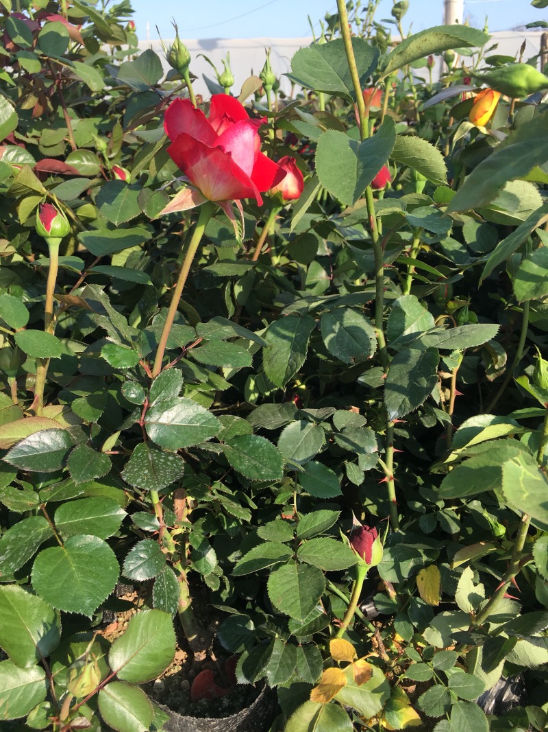 大花月季混色花高度40−50适合绿化工程苗