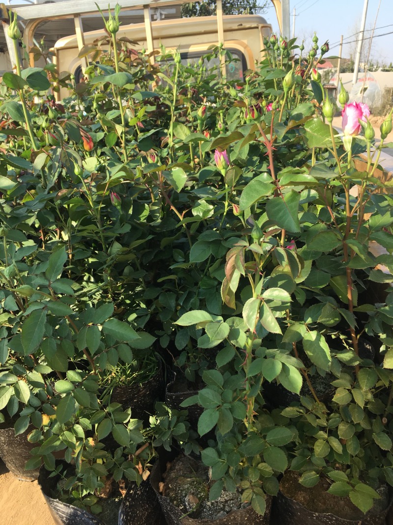 大花月季混色花高度40−50适合绿化工程苗