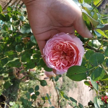 蔷薇花苗爬藤植物四季开花大花浓香阳台庭院花卉盆栽地栽玫瑰
