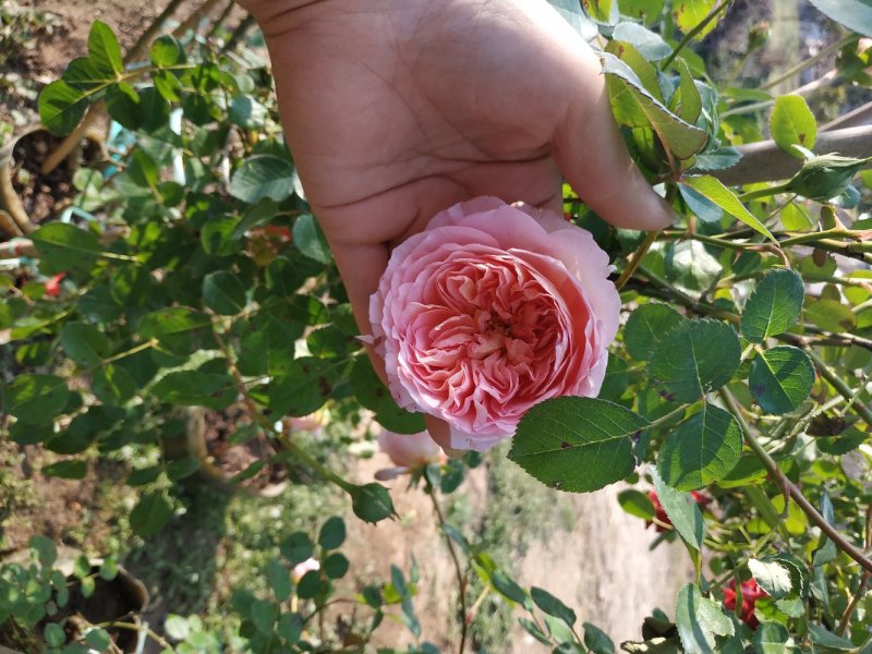 蔷薇花苗爬藤植物四季开花大花浓香阳台庭院花卉盆栽地栽玫瑰