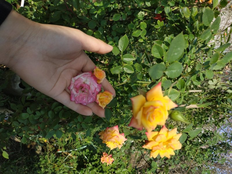 蔷薇花苗爬藤植物四季开花大花浓香阳台庭院花卉盆栽地栽玫瑰