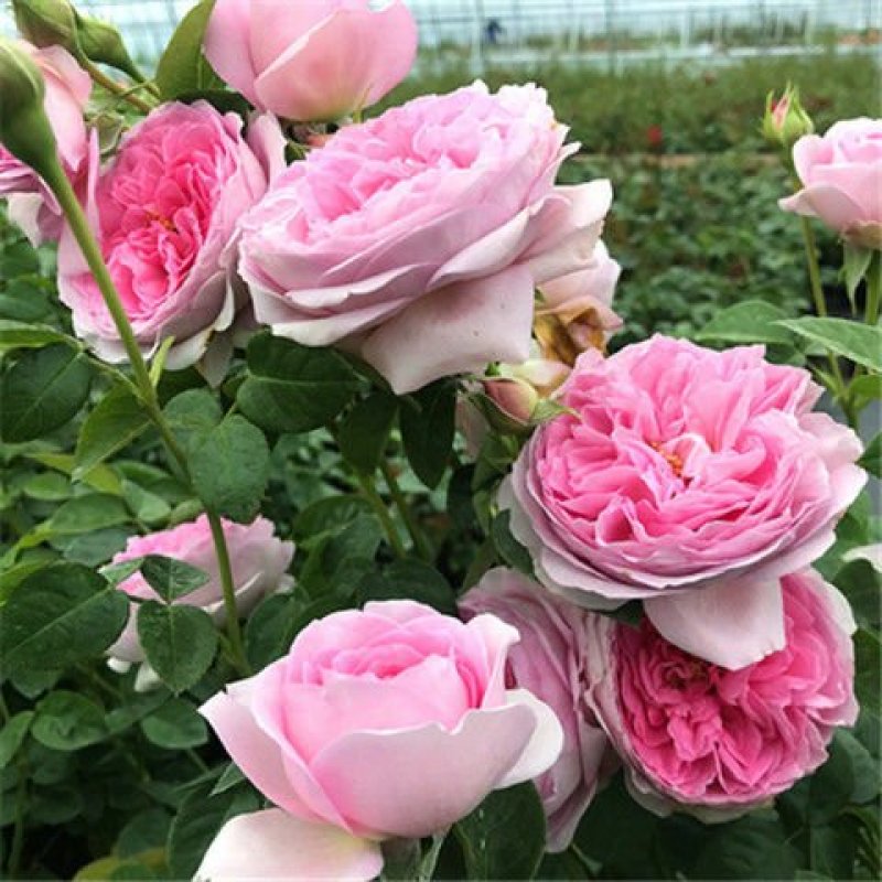 蔷薇花苗爬藤植物四季开花大花浓香阳台庭院花卉盆栽地栽玫瑰
