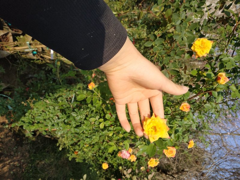 蔷薇花苗爬藤植物四季开花大花浓香阳台庭院花卉盆栽地栽玫瑰