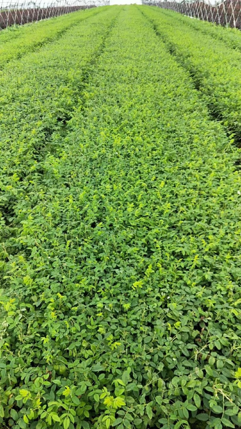冷香玫瑰苗食用红玫瑰花苗紫枝玫瑰杯苗中天玫瑰
