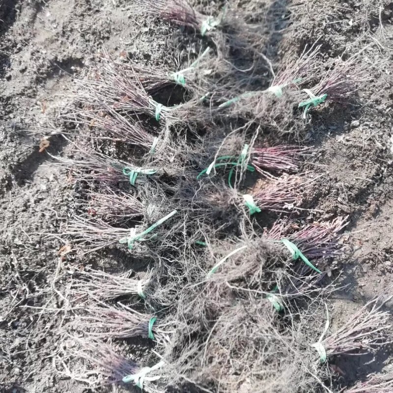 冷香玫瑰苗食用红玫瑰花苗紫枝玫瑰杯苗中天玫瑰