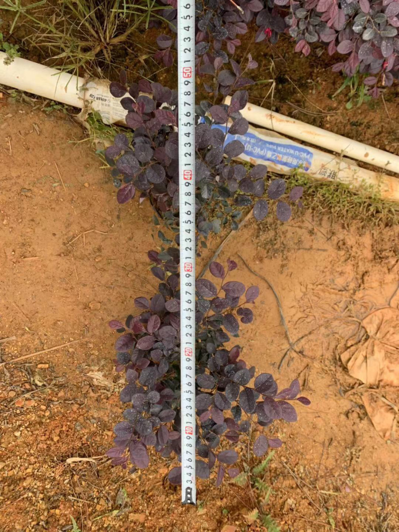 红继木杯苗规格30×30价格优惠，规格及数量面议详谈。