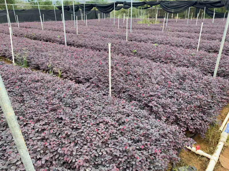 红继木杯苗规格30×30价格优惠，规格及数量面议详谈。