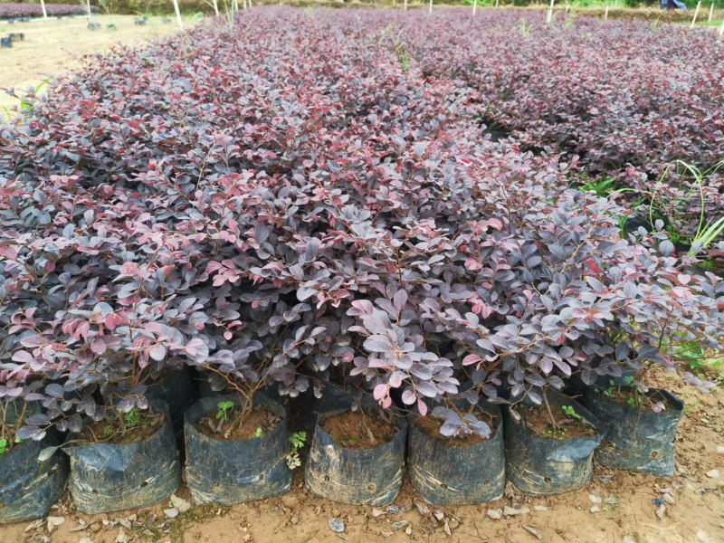 红继木杯苗规格30×30价格优惠，规格及数量面议详谈。
