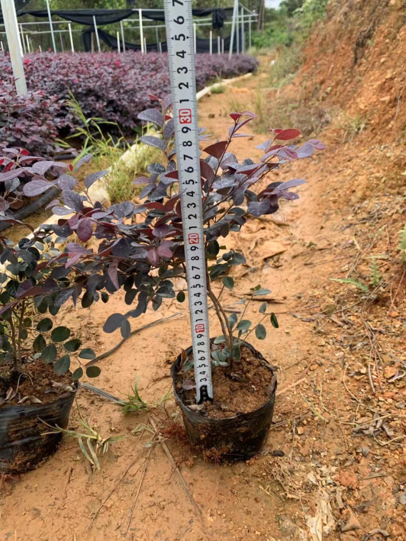 红继木杯苗规格30×30价格优惠，规格及数量面议详谈。