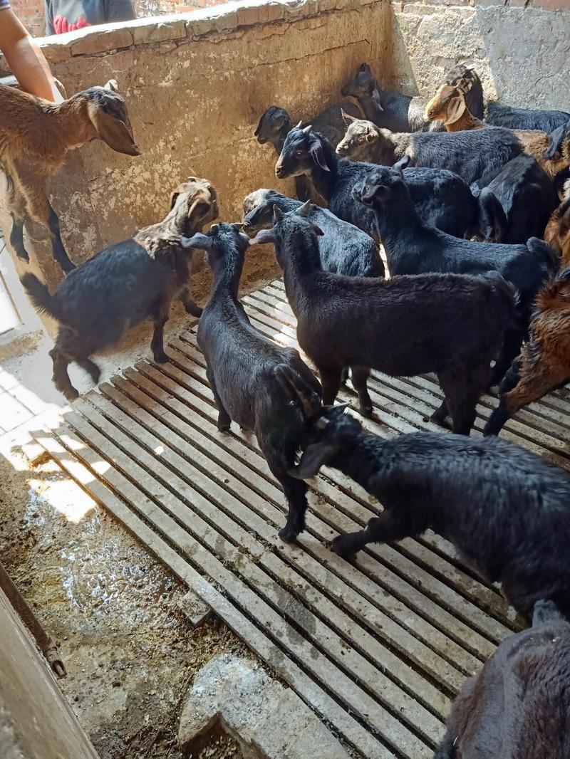 黑山羊种羊、四川成都川羊农业公司负责品种改良！
