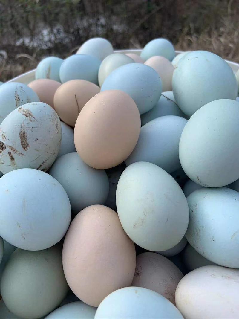 绿壳鸡蛋纯绿土鸡蛋乌鸡蛋农家喂养自产供量大价优