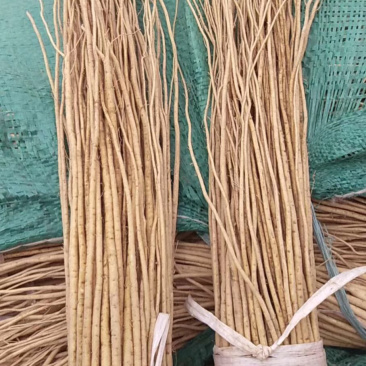 黄芪种苗