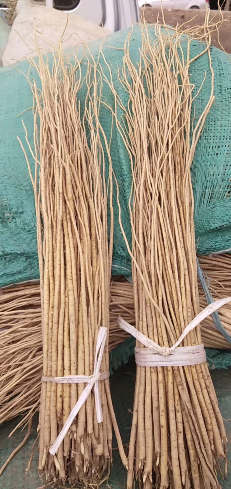 黄芪种苗