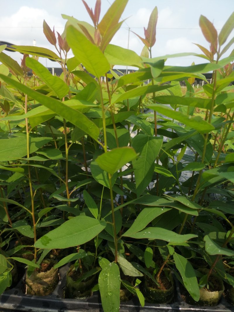 桉树苗29号