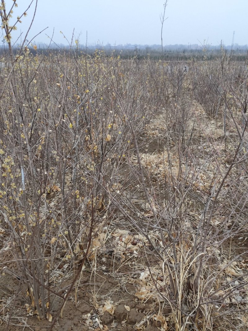 原生腊梅树苗庭院绿化种植冬季开花浓香型冬季花卉植物