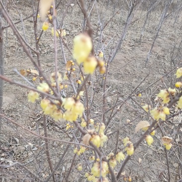 原生腊梅树苗庭院绿化种植冬季开花浓香型冬季花卉植物