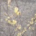 原生腊梅树苗庭院绿化种植冬季开花浓香型冬季花卉植物