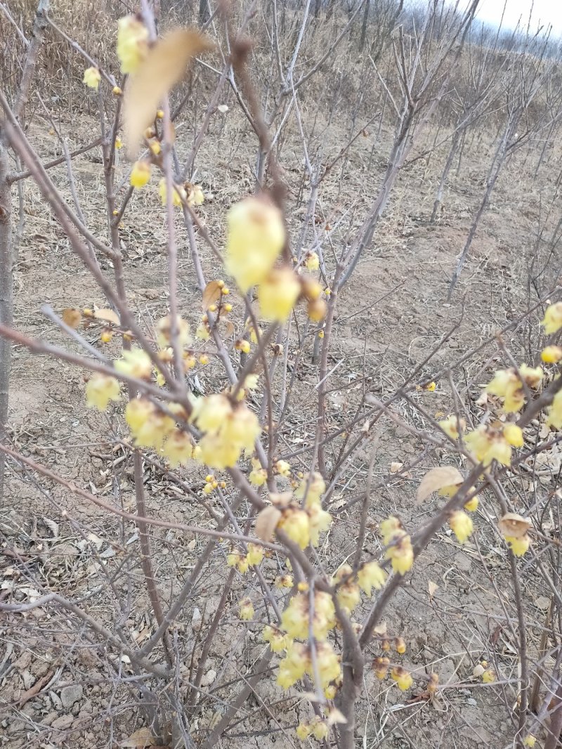 原生腊梅树苗庭院绿化种植冬季开花浓香型冬季花卉植物