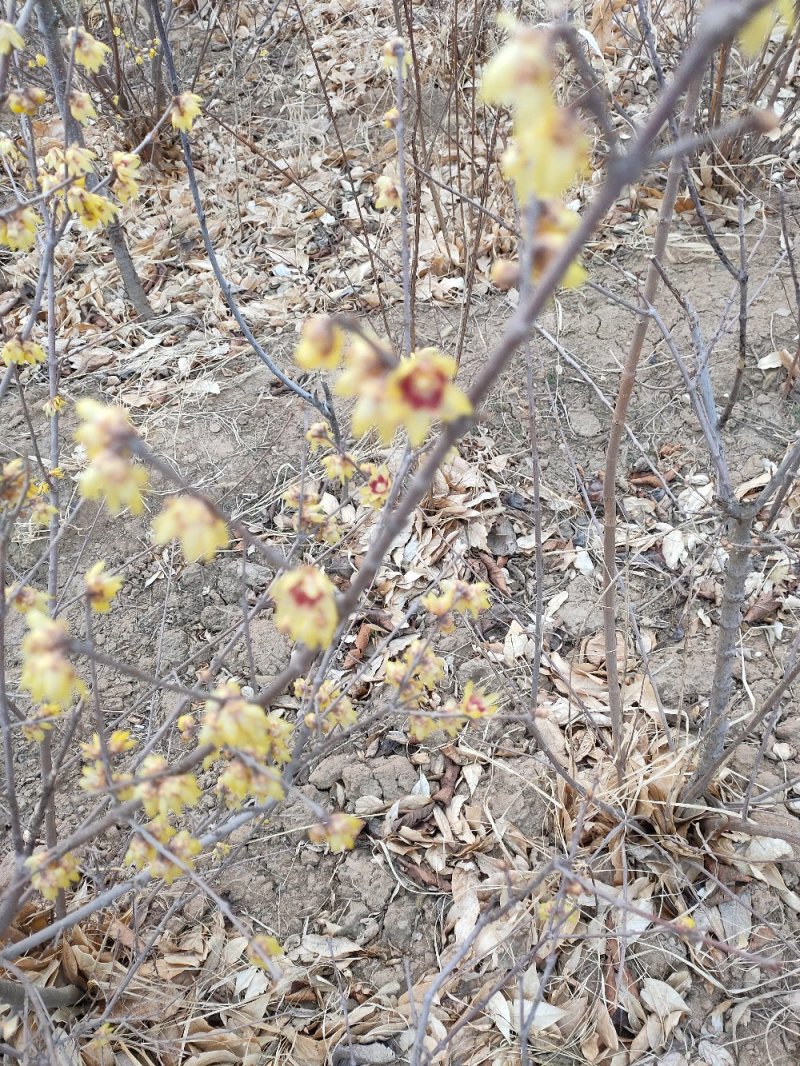 原生腊梅树苗庭院绿化种植冬季开花浓香型冬季花卉植物