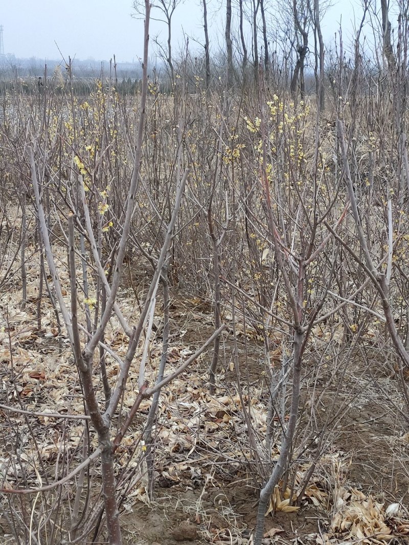 原生腊梅树苗庭院绿化种植冬季开花浓香型冬季花卉植物