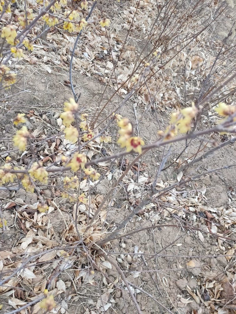 原生腊梅树苗庭院绿化种植冬季开花浓香型冬季花卉植物