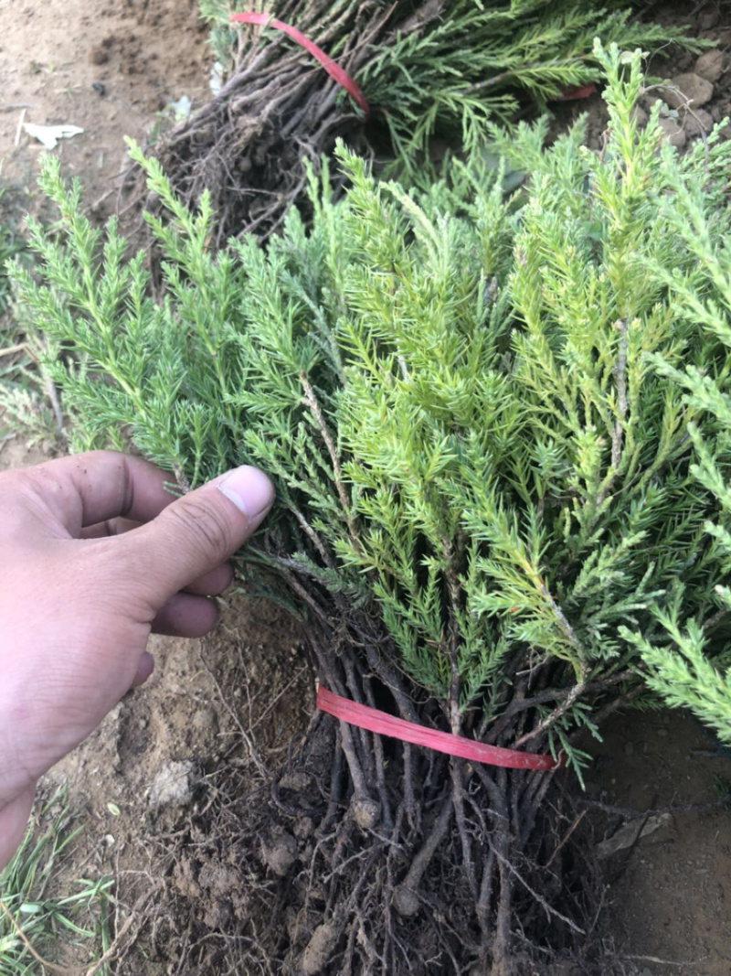 蜀侩苗塔柏苗圆柏苗15-20公分根系发达