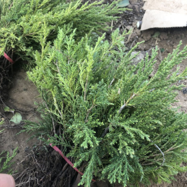 蜀侩苗塔柏苗圆柏苗15-20公分根系发达