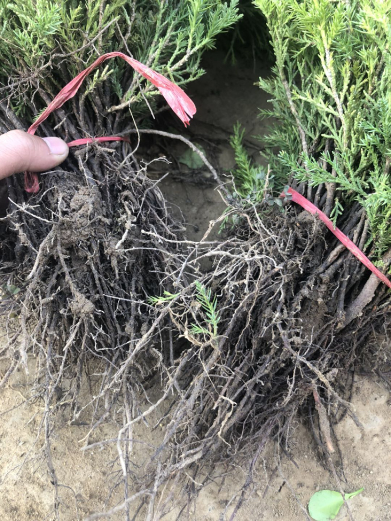 蜀侩苗塔柏苗圆柏苗15-20公分根系发达