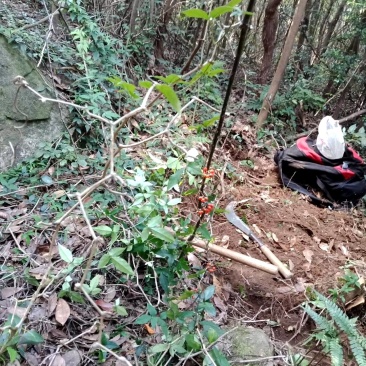 浙江省舟山群岛农夫野生三叶青鲜货中药全草