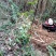 浙江省舟山群岛农夫野生三叶青鲜货中药全草