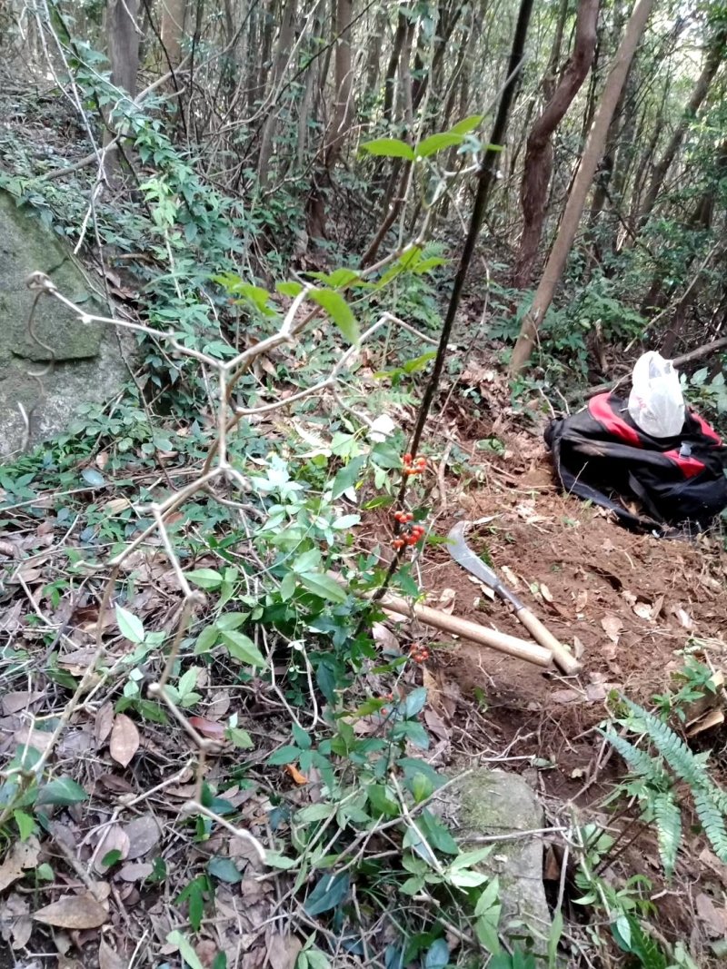 浙江省舟山群岛农夫野生三叶青鲜货中药全草