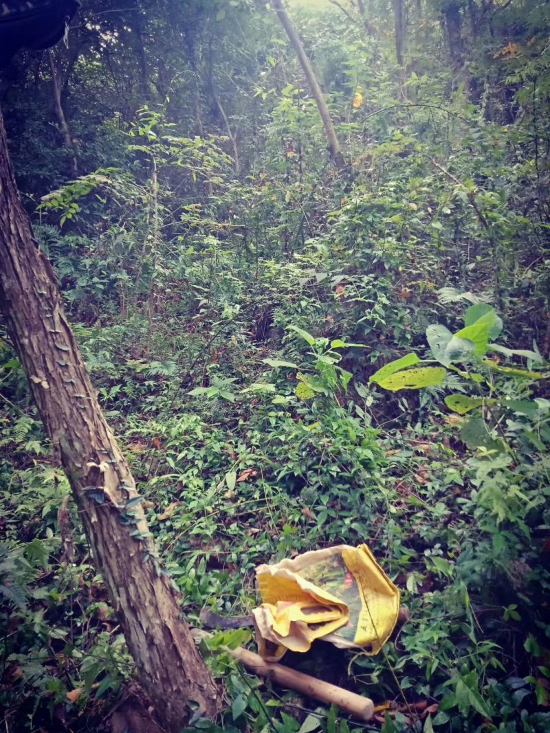 浙江省舟山群岛农夫野生三叶青鲜货中药全草