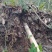 浙江省舟山群岛农夫野生三叶青鲜货中药全草