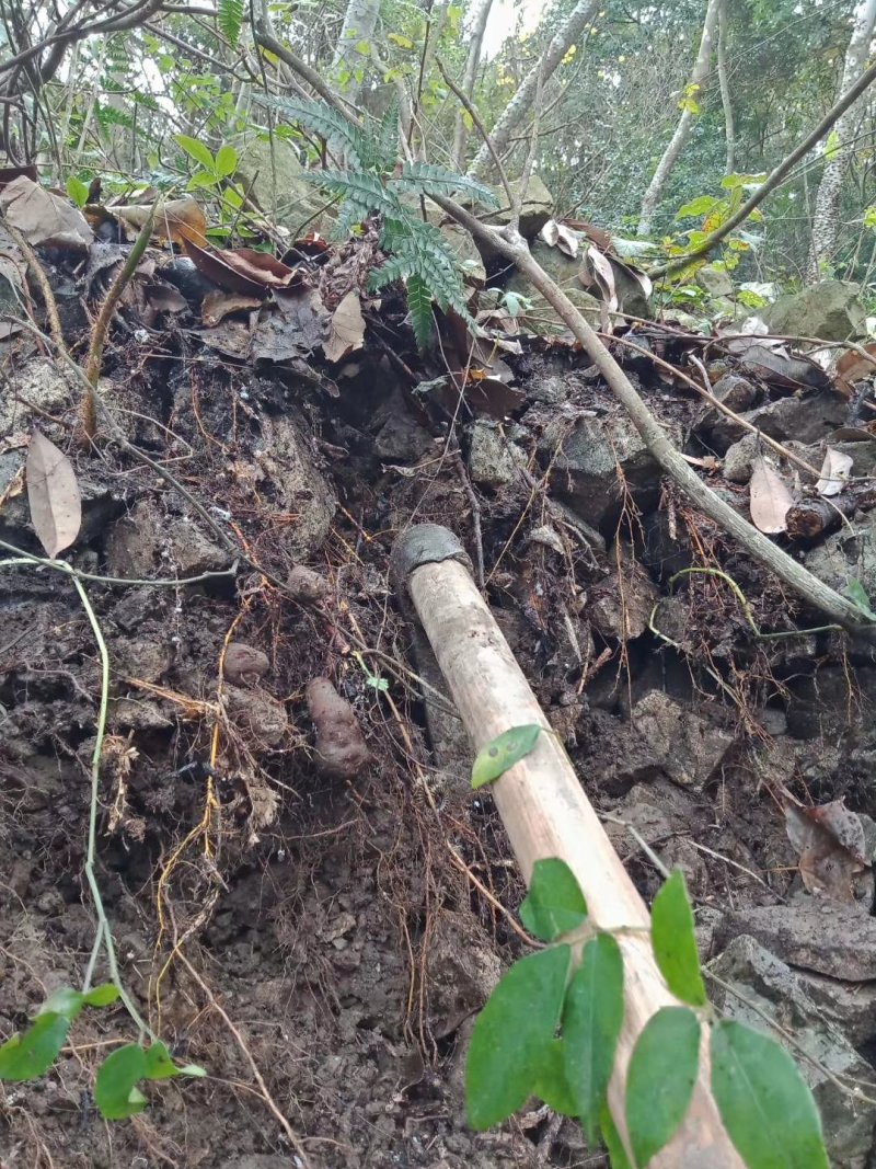 浙江省舟山群岛农夫野生三叶青鲜货中药全草